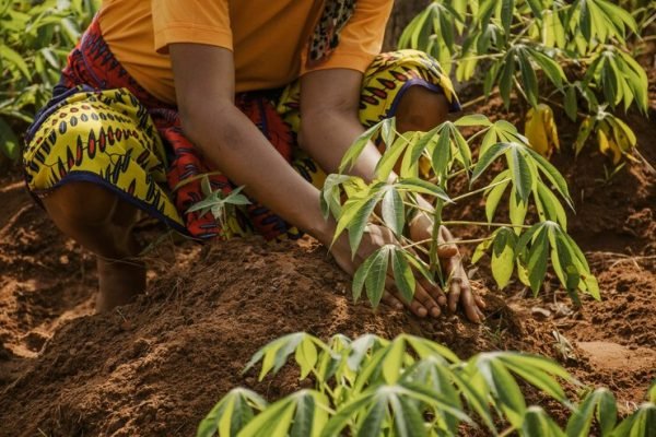 countryside-worker-planting-out-field_23-2148761816