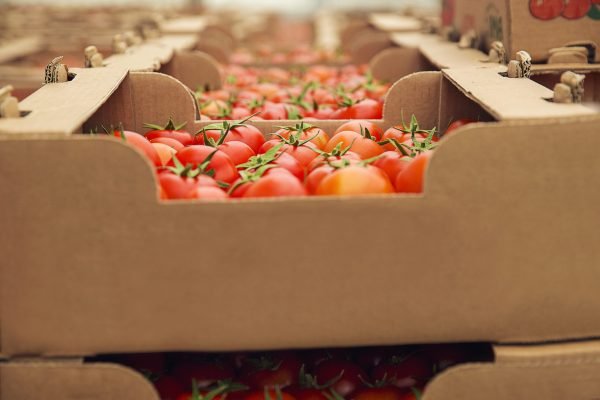 red-fresh-tomatoes-gathered-into-cardboaard-boxes-purchasing